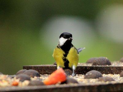 Gerty Great Tit