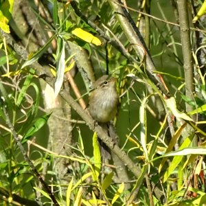 Warbler in Willow photo