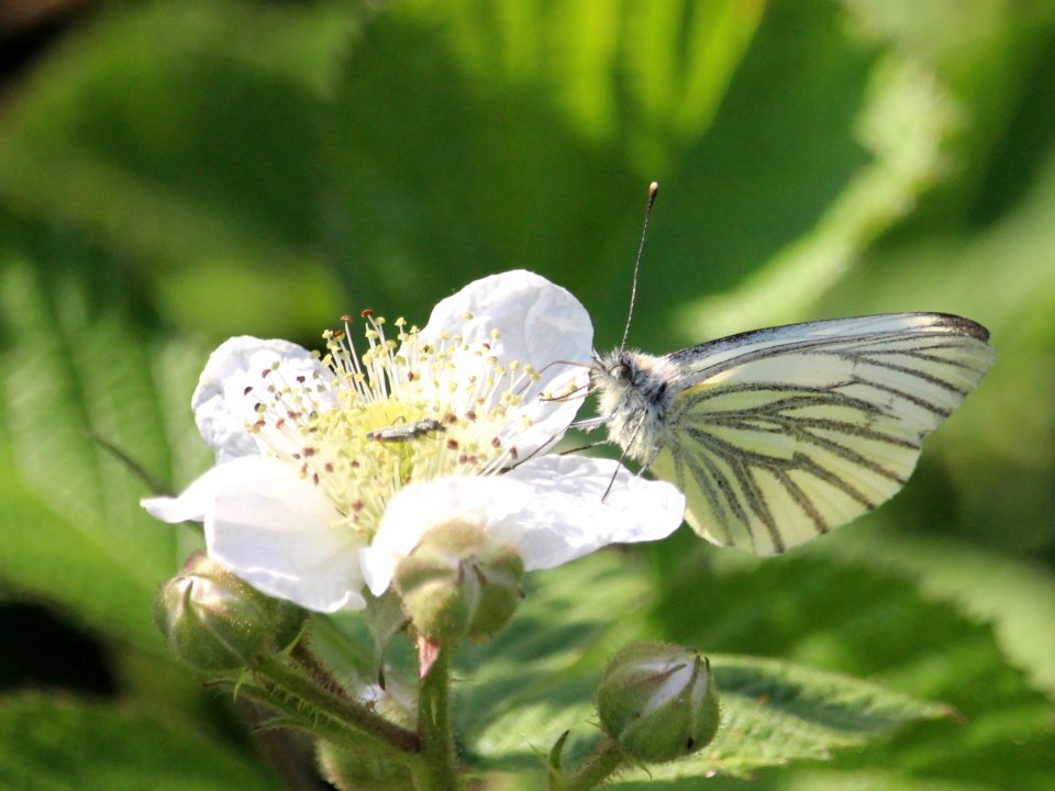 Oedemera nobilis and dinner date photo