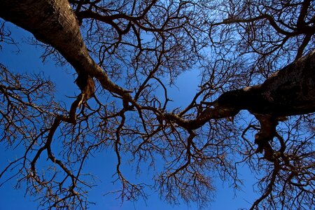 Branch autumn nude