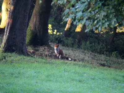 Vulpes vulpes
