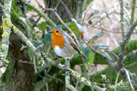 Cheshire Robin