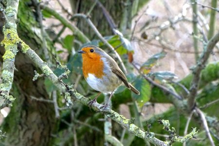 Cheshire Robin photo