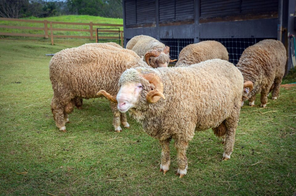 Sheep nature farming