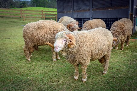 Sheep nature farming photo