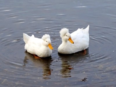 Crested Ducks photo