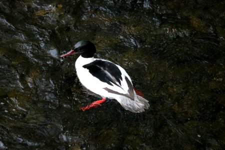 Goosander Male photo