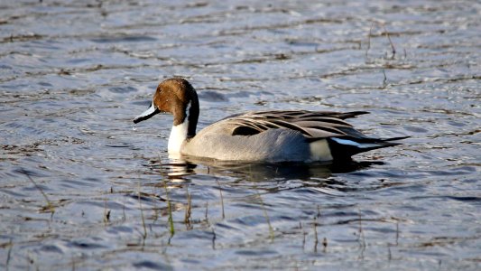 Pintail Duck photo