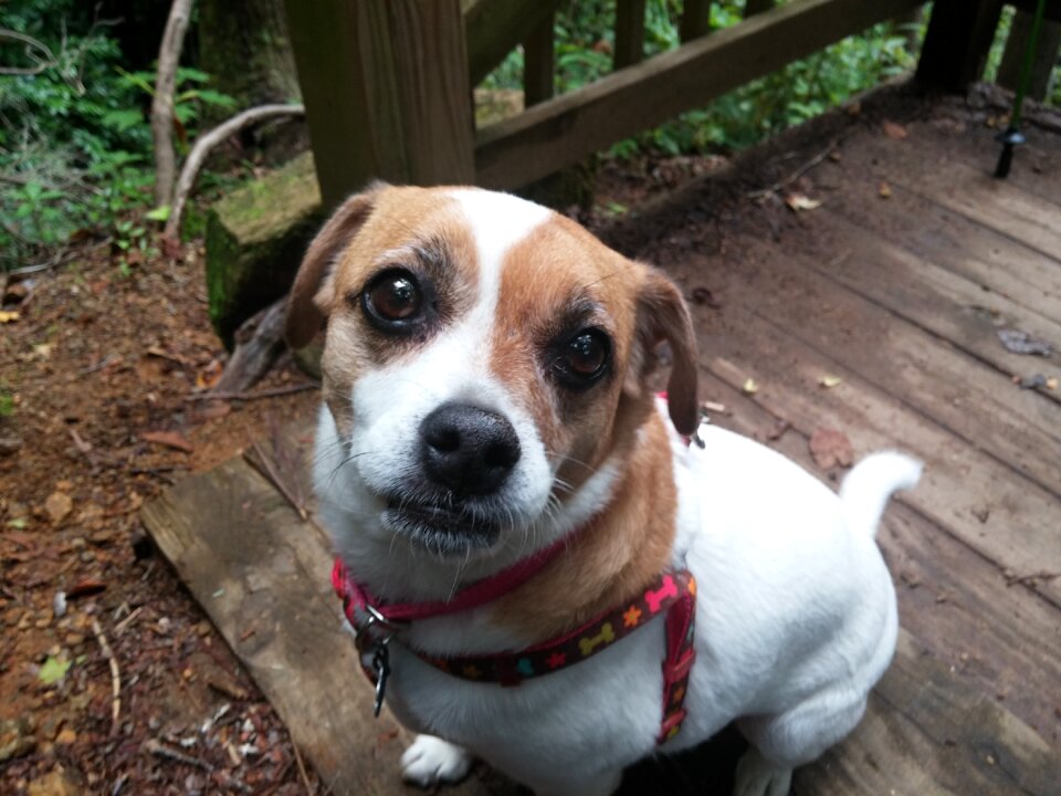 Young adorable doggy photo