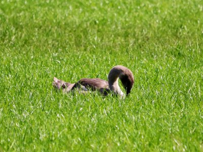 Young Swan photo