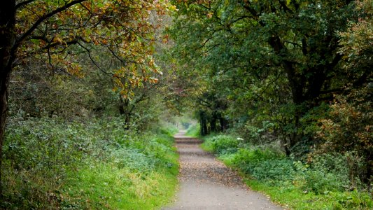 Autumnal  Wheelock Rail Trail