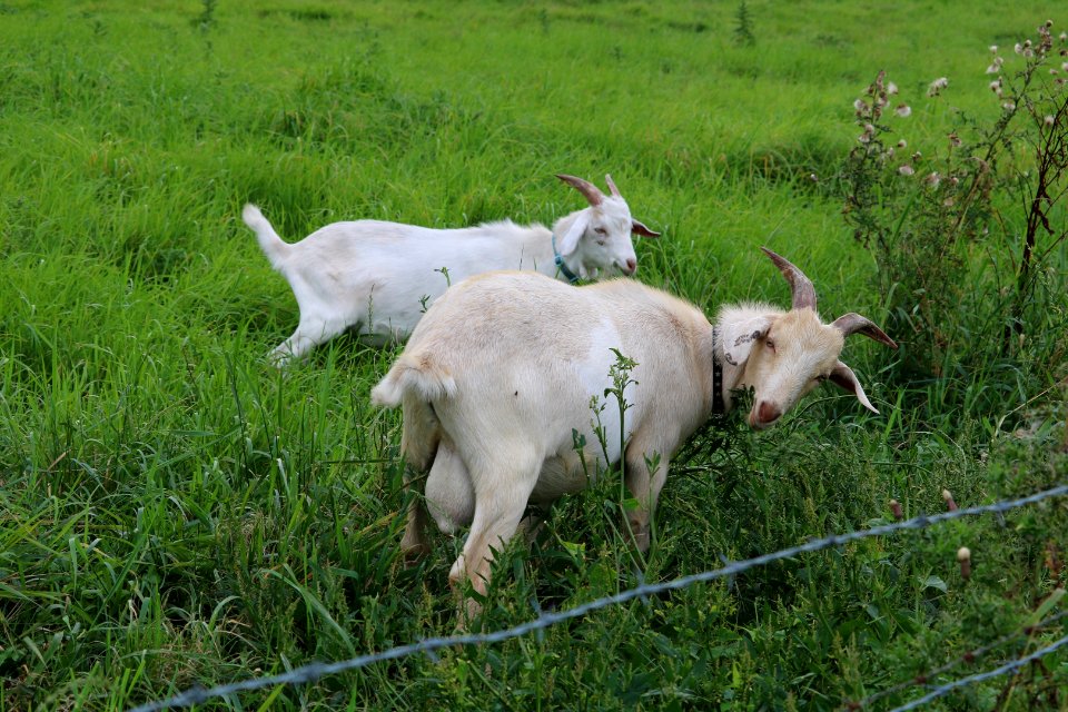 Assistant Groundkeepers.