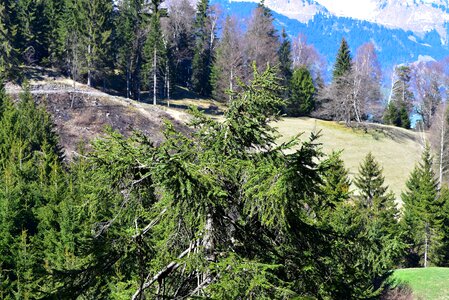 Treetop fir tree nature