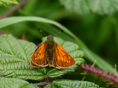 Skipper