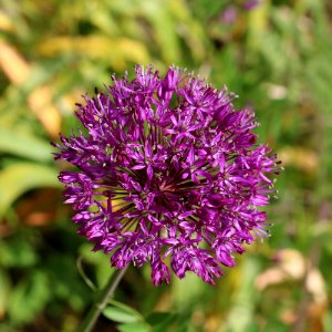 Allium - Plain photo