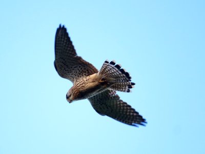 Kestrel 01 photo