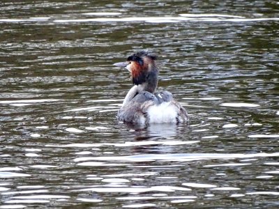 Great Crested Grebe photo