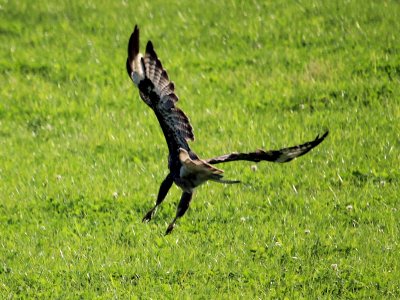 Bye Bye Buzzard. photo