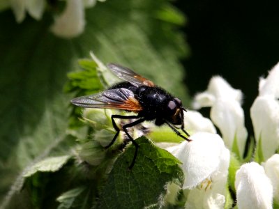 Flying Insect 07