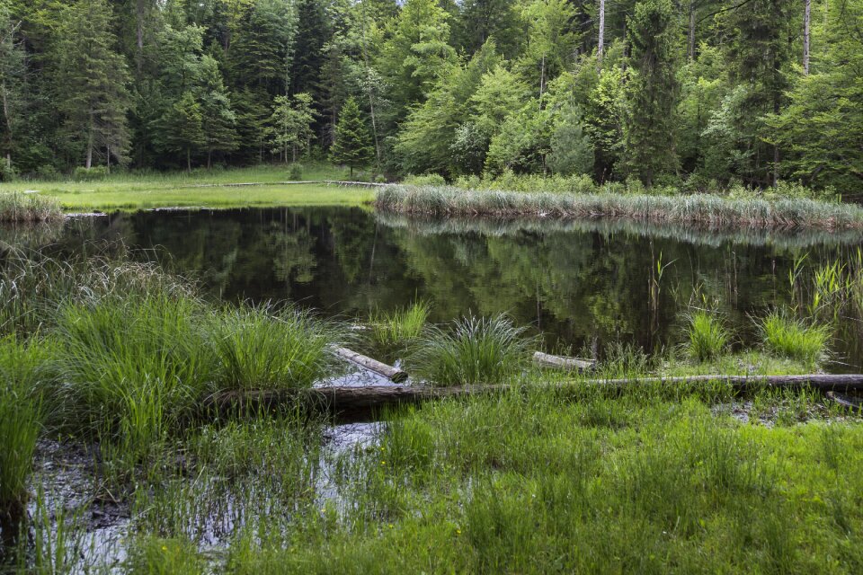 Nature conservation wetland nature reserve photo