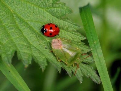 7 Spot Ladybird with a Green Shield Bug. photo