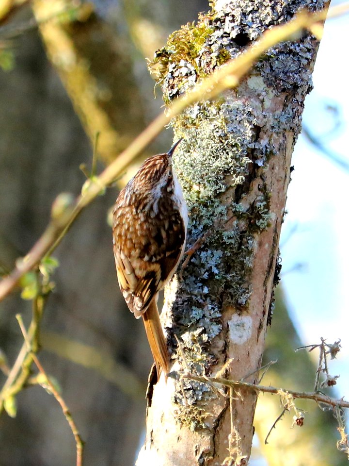 Leighton Moss Lichen