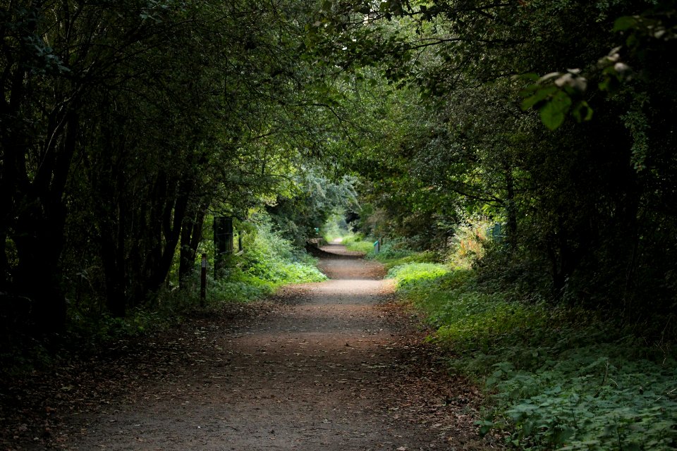 Lonesome Rail Trail West