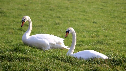 Grazing Swans photo
