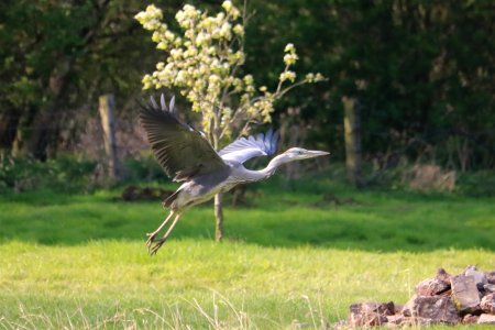 Flighty Heron