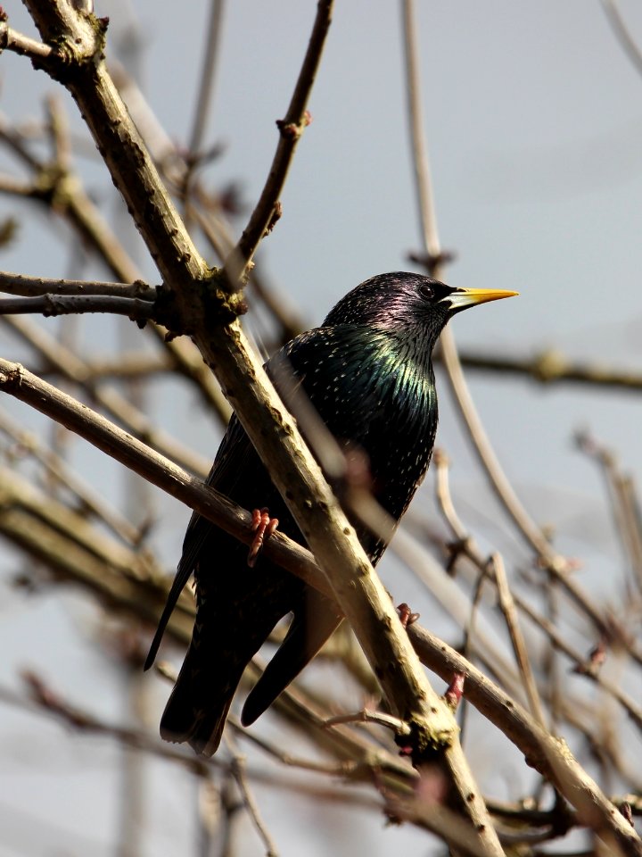 Starling photo