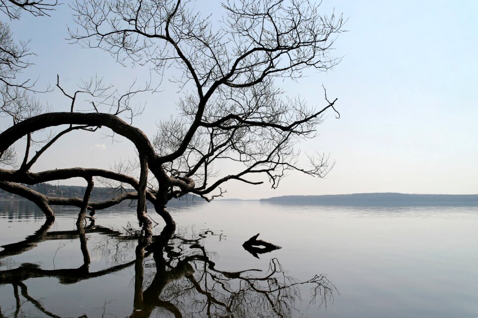 Tree natural water mirroring