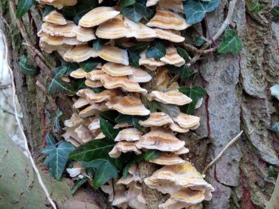 Turkey Tail? photo