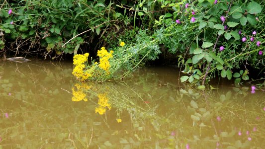 From the Towpath photo