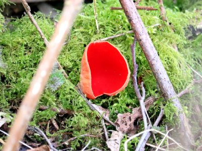 Scarlet Elf Cup? photo