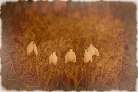 Sepia photo