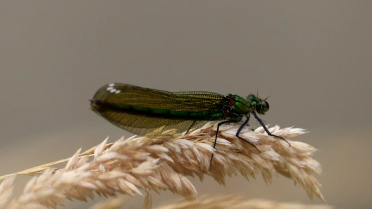 Beautiful Demoiselle