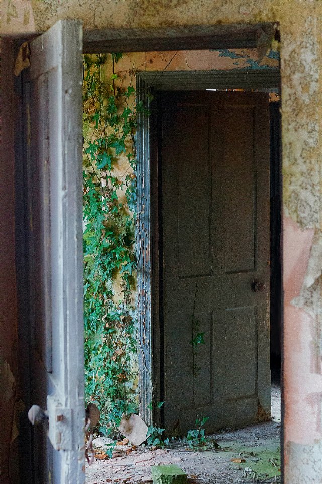 Ivy invasion