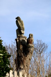 Cheshire Eagle Owl