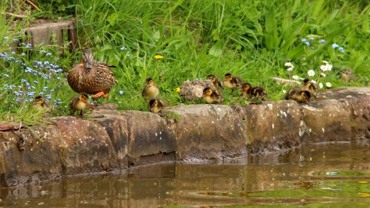 With a waddle and a quack... photo