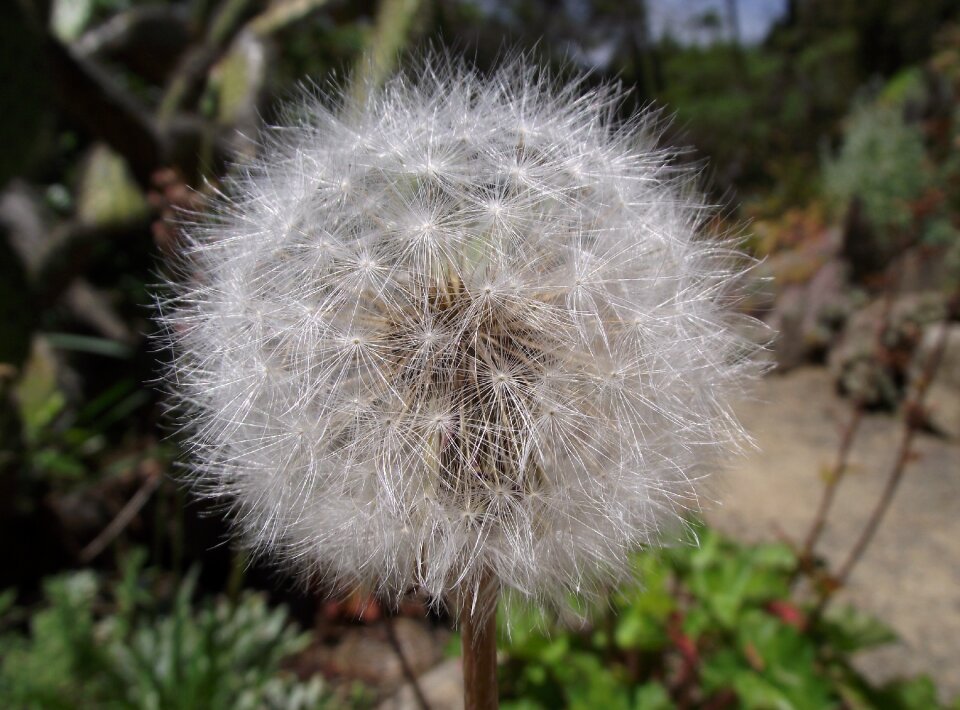 Grassland agoseris blowball flora