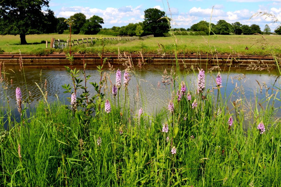 Common Spotted Orchids photo