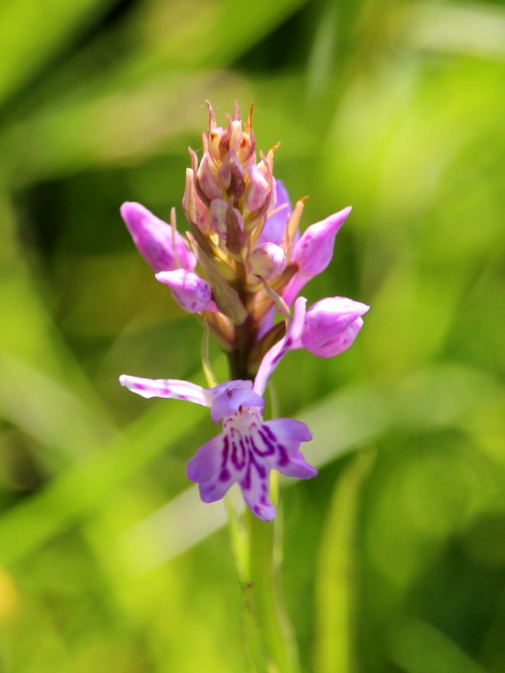 Dactylorhiza fuchsii