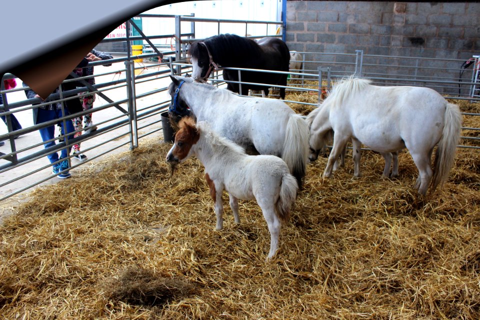 Shetland baby - IWOOT
