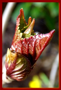 Leaf Burst photo