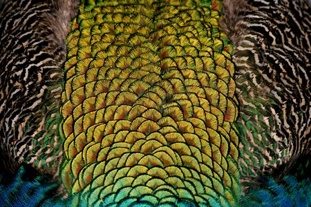 Color colorful iridescent