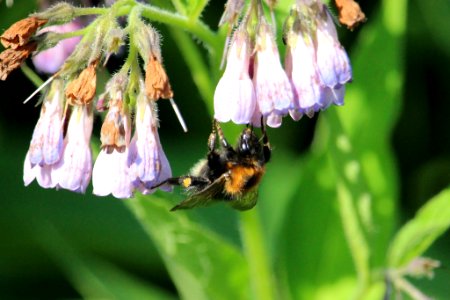 Bumblebee