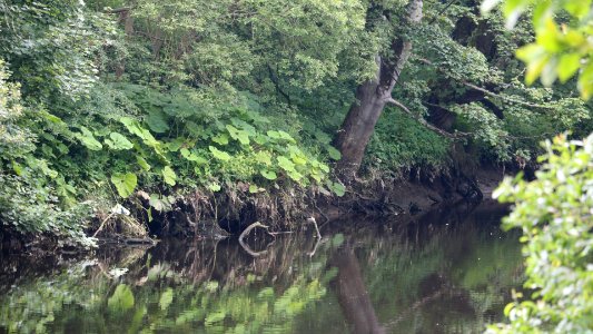 River Coquet at Warkworth.