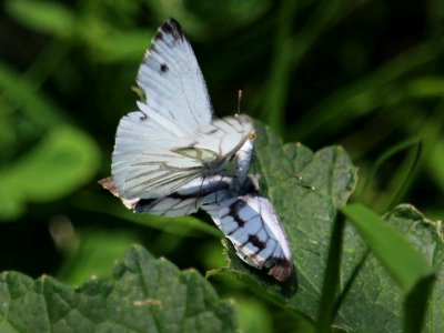 Dancing Whites. photo