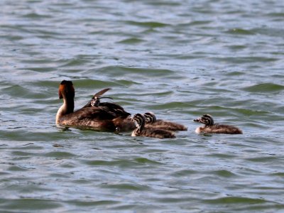 Grebe Mum and youngsters.