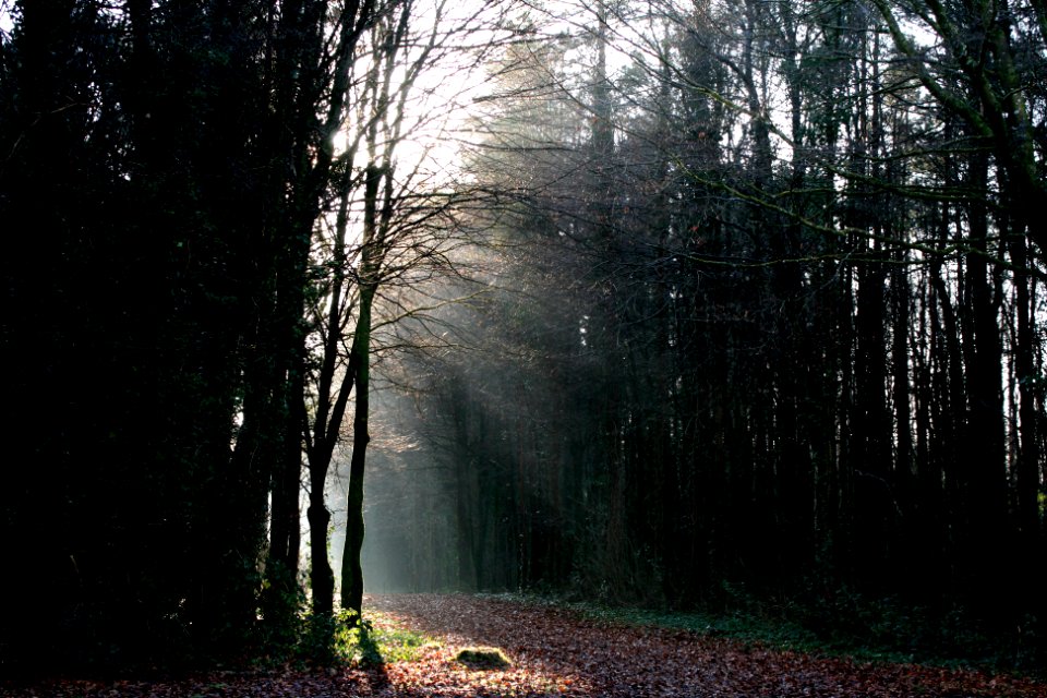 Moore Hall Forest Walk